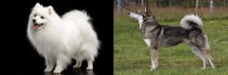 Japanese Spitz vs East Siberian Laika - Breed Comparison