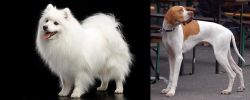Japanese Spitz vs English Pointer - Breed Comparison