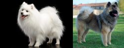 Japanese Spitz vs Eurasier - Breed Comparison