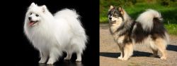Japanese Spitz vs Finnish Lapphund - Breed Comparison