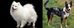 Japanese Spitz vs German Coolie - Breed Comparison