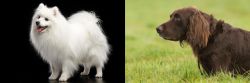 Japanese Spitz vs German Longhaired Pointer - Breed Comparison