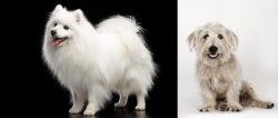 Japanese Spitz vs Glen of Imaal Terrier - Breed Comparison