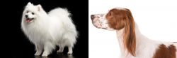 Japanese Spitz vs Irish Red and White Setter - Breed Comparison