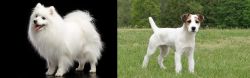Japanese Spitz vs Jack Russell Terrier - Breed Comparison