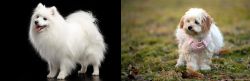 Japanese Spitz vs West Highland White Terrier - Breed Comparison