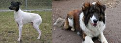 Japanese Terrier vs Aidi - Breed Comparison