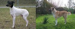Japanese Terrier vs Anatolian Shepherd - Breed Comparison