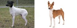 Japanese Terrier vs Basenji - Breed Comparison