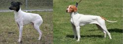 Japanese Terrier vs Braque Saint-Germain - Breed Comparison
