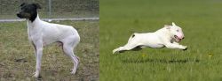 Japanese Terrier vs Bull Terrier - Breed Comparison