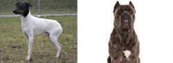 Japanese Terrier vs Cane Corso - Breed Comparison