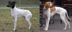 Japanese Terrier vs English Pointer - Breed Comparison