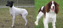 Japanese Terrier vs English Springer Spaniel - Breed Comparison