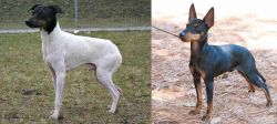 Japanese Terrier vs English Toy Terrier (Black & Tan) - Breed Comparison