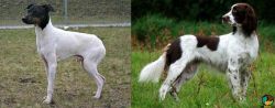 Japanese Terrier vs French Spaniel - Breed Comparison