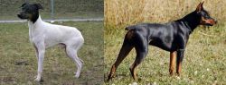 Japanese Terrier vs German Pinscher - Breed Comparison