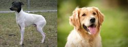 Japanese Terrier vs Golden Retriever - Breed Comparison