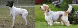Japanese Terrier vs Grand Griffon Vendeen - Breed Comparison