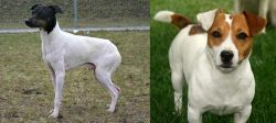 Japanese Terrier vs Irish Jack Russell - Breed Comparison