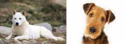 Jindo vs Airedale Terrier - Breed Comparison