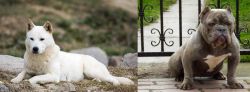 Jindo vs American Bully - Breed Comparison