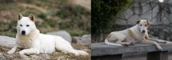 Jindo vs Askal - Breed Comparison