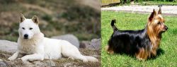 Jindo vs Australian Silky Terrier - Breed Comparison