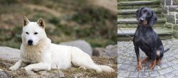 Jindo vs Austrian Black and Tan Hound - Breed Comparison