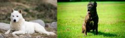 Jindo vs Bandog - Breed Comparison