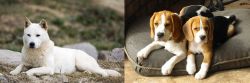 Jindo vs Beagle - Breed Comparison