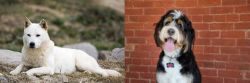 Jindo vs Bernedoodle - Breed Comparison