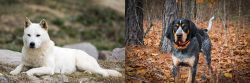 Jindo vs Bluetick Coonhound - Breed Comparison