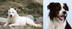 Jindo vs Border Collie - Breed Comparison
