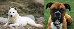 Jindo vs Boxer - Breed Comparison