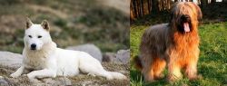 Jindo vs Briard - Breed Comparison