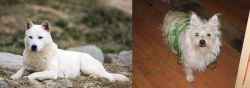 Jindo vs Cairland Terrier - Breed Comparison