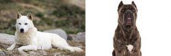 Jindo vs Cane Corso - Breed Comparison