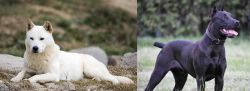 Jindo vs Canis Panther - Breed Comparison