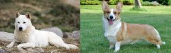Jindo vs Cardigan Welsh Corgi - Breed Comparison