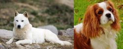 Jindo vs Cavalier King Charles Spaniel - Breed Comparison