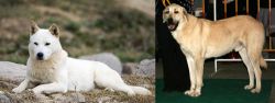 Jindo vs Central Anatolian Shepherd - Breed Comparison
