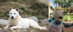 Jindo vs Chihuahua - Breed Comparison