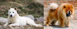 Jindo vs Chow Chow - Breed Comparison