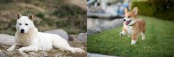 Jindo vs Corgi - Breed Comparison