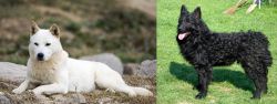 Jindo vs Croatian Sheepdog - Breed Comparison