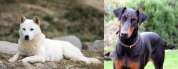 Jindo vs Doberman Pinscher - Breed Comparison