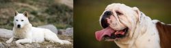 Jindo vs English Bulldog - Breed Comparison