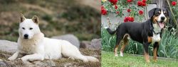 Jindo vs Entlebucher Mountain Dog - Breed Comparison