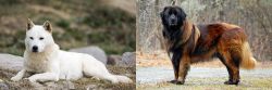 Jindo vs Estrela Mountain Dog - Breed Comparison